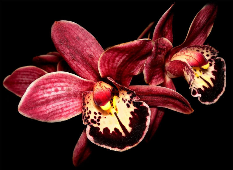 Орхидеи крючком со схемами и описанием: мастер-класс с видео