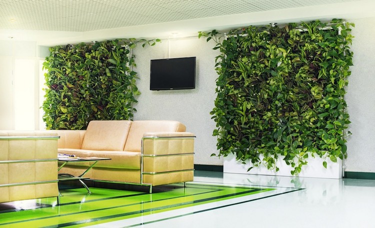 Растения для вертикального озеленения внутри помещения (40 фото)