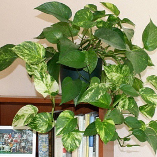Растения для вертикального озеленения внутри помещения (40 фото)