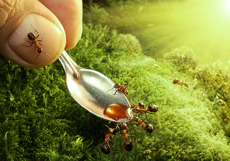 Как избавиться от муравьев в огороде