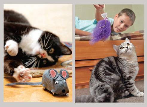 Игрушки для кошек своими руками из картона: как сделать с фото и видео
