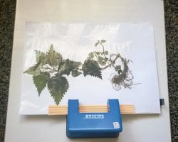 Как правильно оформить гербарий из растений в школу фото
