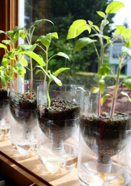 Идеи для огорода из пластиковых бутылок своими руками с фото