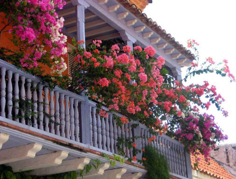 Подбираем цветы для балкона: солнечная сторона