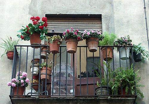Цветы на балконе: как вырастить цветущий сад